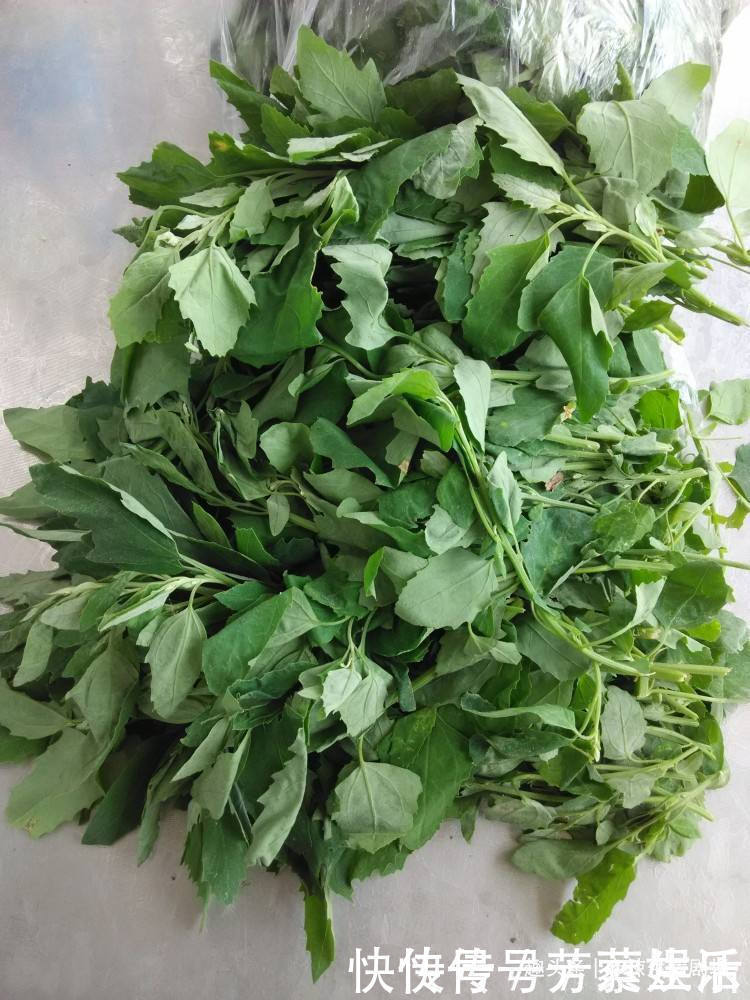 骨头|补钙第一菜找到了,比喝骨头汤强,一分钱不花,补钙质,骨骼强壮