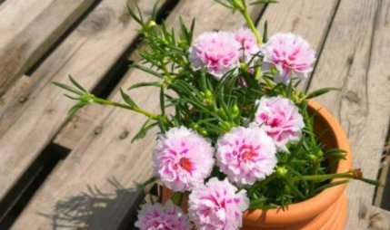 长寿花|7月逛花市,我只买这7种花,耐38℃高温,花期长达240天,好看好