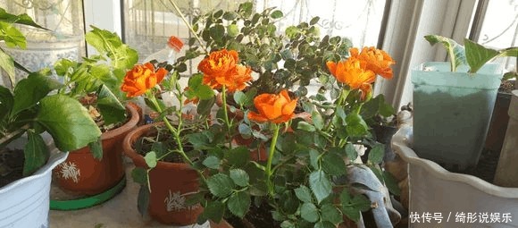 盆死|别再用过期的啤酒浇月季了,浇1盆死1盆