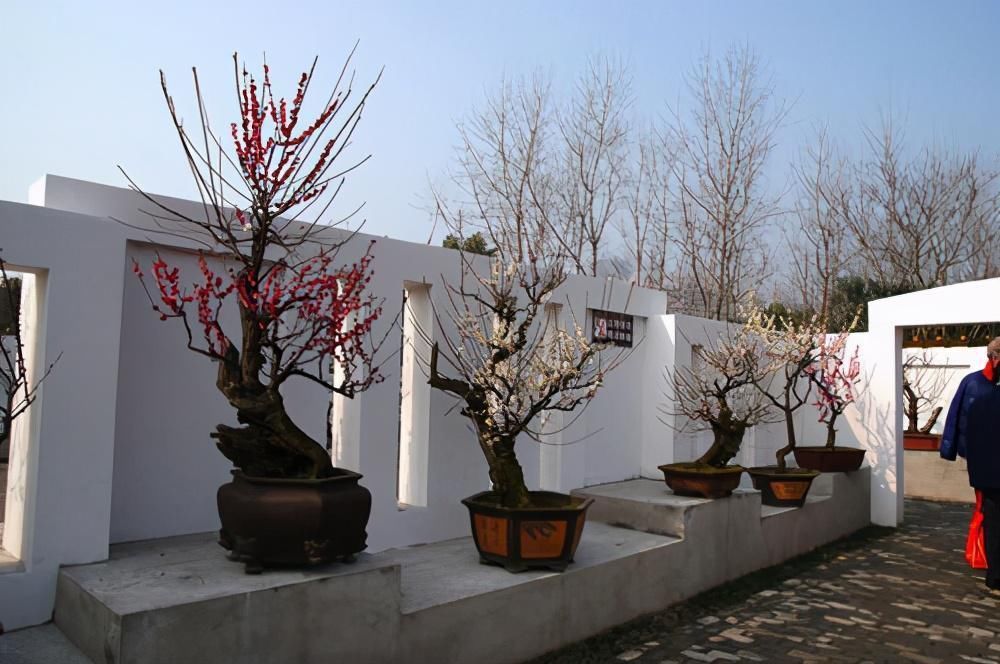 苏派盆景极具名气,这6种盆景做法精妙、极具自然之感,价值高