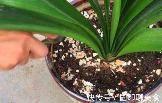 花盆|养花想用“鸡蛋壳”学会2个小技巧，肥效足、不生虫子