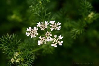 芫荽也叫香菜,是种中药,能治好多疾病。不明白为啥有人不喜欢吃