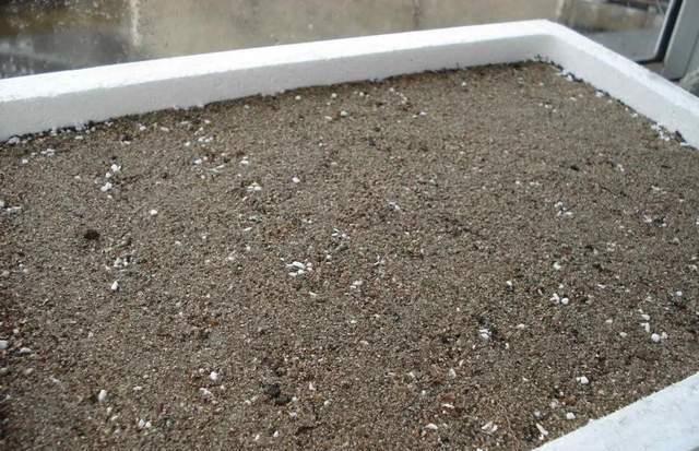  实用|冬天的泡沫箱别扔，扔了就是扔钱，养花太实用