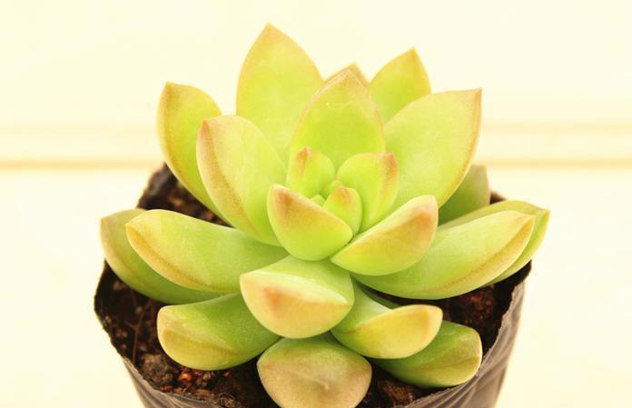 普货|新手养棵黄丽不吃亏，不但好养易度夏，2年即成老桩和悬崖桩