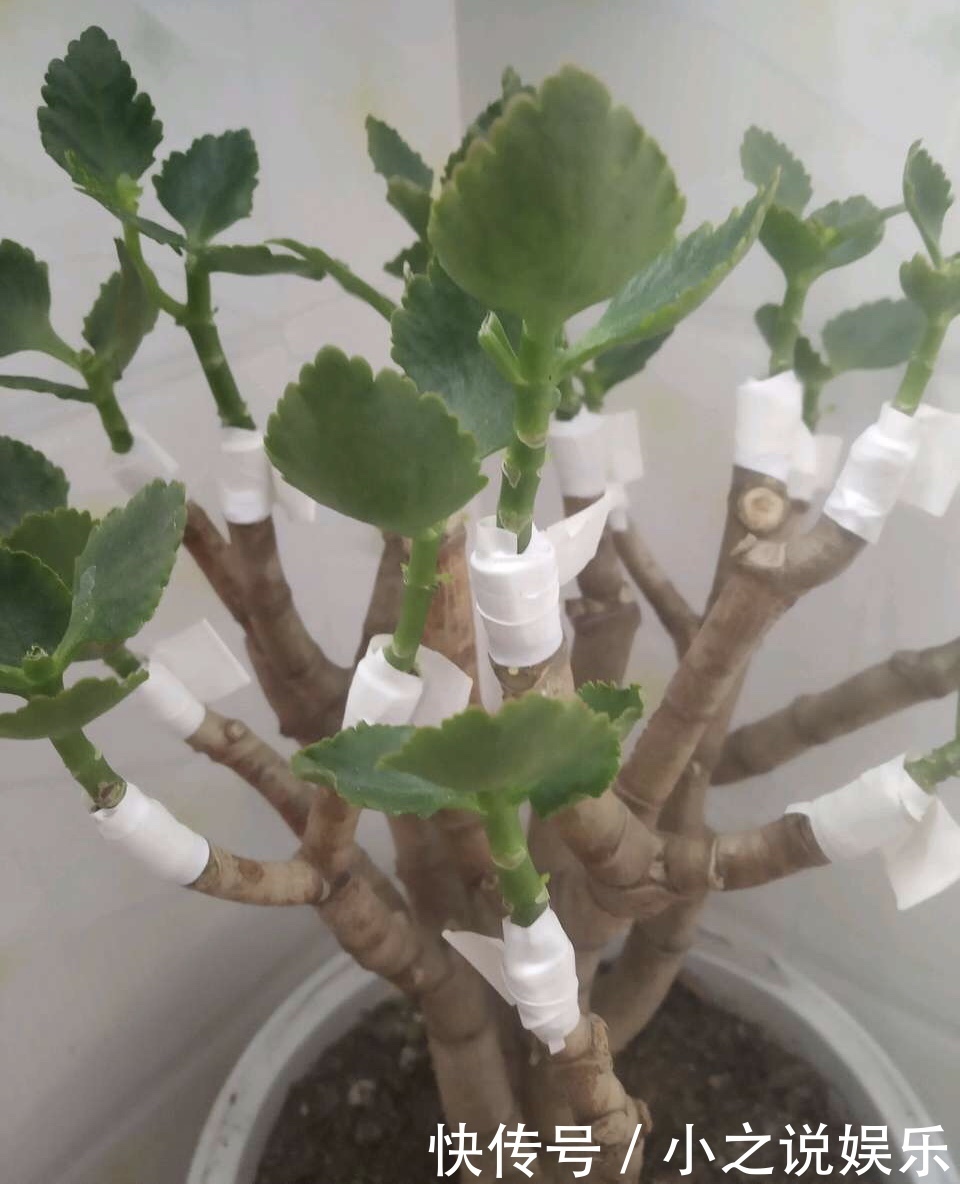 长寿花和玉树“联姻”,半年成“老桩”,养出五颜六色的“花树”