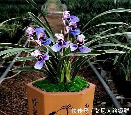 兰花|我国最香的花，比桂花香100倍，老公把院子的桂花全都拔光了