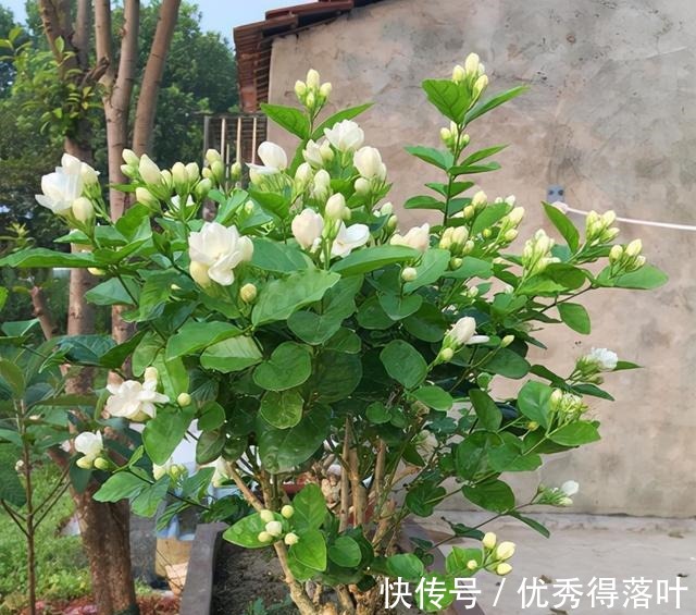 冬天养茉莉,正在“虚弱期”,避开5“惧怕”,开花更劲爆!