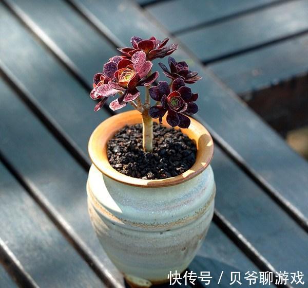 秋季养多肉，学会控一控，叶肥又鲜艳，很快长出好状态