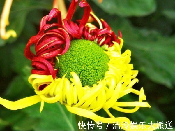 真金|喜欢养菊花，就养盆“名贵菊花”，花开“火炼真金”，美丽卓越！
