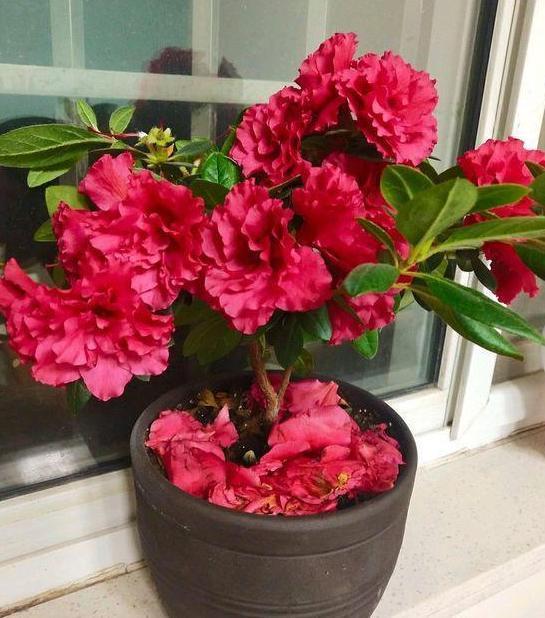 南方栽花赏花当首选三角梅，盆栽催花，用上3技巧轻松搞定