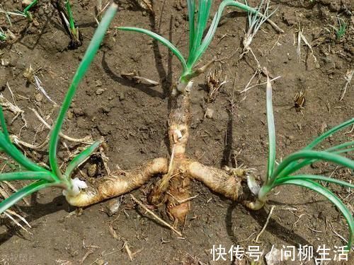 调理|有一味滋阴润燥的中药,李时珍说它“上则清肺,下则润肾”