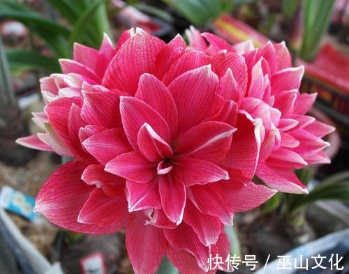 喜欢养花爆盆,就养盆它吧,一盆开花50朵,阳台轻松变花园