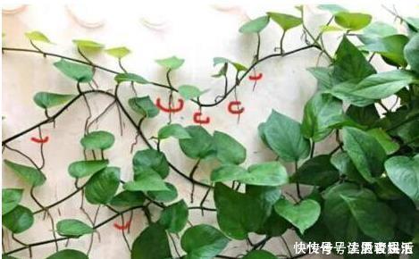 营养|盆土太硬了?用它泡一泡,浸盆浇,土壤透气有营养,还养根