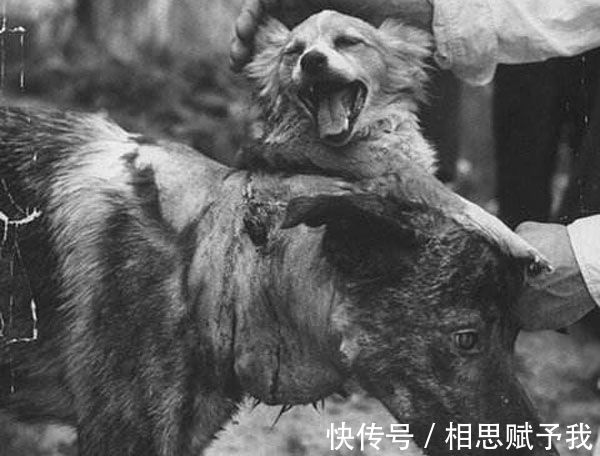 弗兰肯斯坦@苏联制造20条双头狗,冷战对手不甘示弱,美国人又制造出什么?