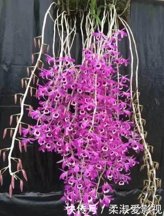 石斛|门前石头上长了一丛草，朋友出1000元来买，开起花来真漂亮！