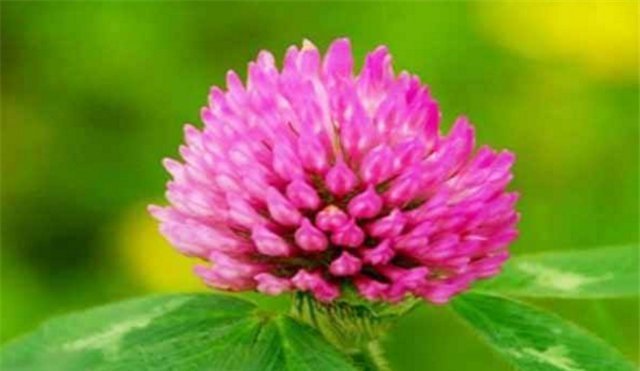 院子养花,适合养一些“开花精品”红三叶,温文尔雅,美幻丽人