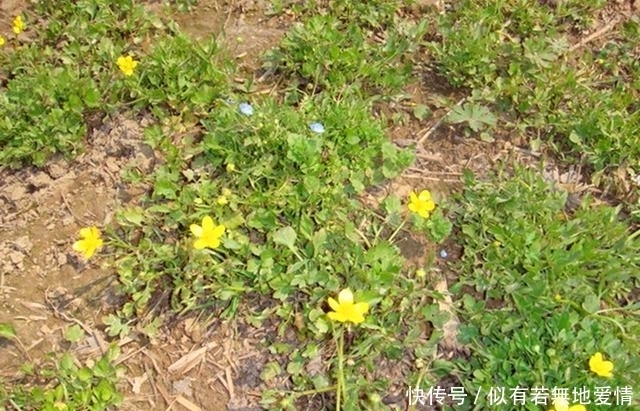 清道夫|农村这种草很常见,被人们称为“人体的清道夫”,遇见记得采摘