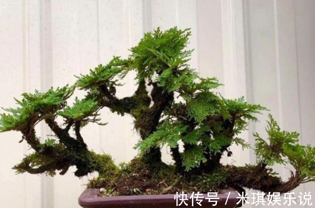 花盆|4种普通的小植物，挖回来做成“小盆景”，摆在桌面上清新自然