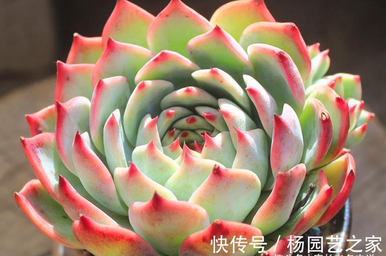 吉娃娃|宝藏多肉吉娃娃,有很多优点可以挖掘,夏天直接扔外面纯露养都行