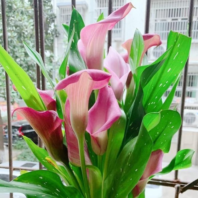 4种花很漂亮，好养易活能爆盆，花色艳丽，花开枝繁叶茂，美