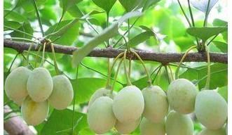 本草纲目|此种不起眼的果子,有祛痰、止咳、润肺、定喘等功效,早知早受益