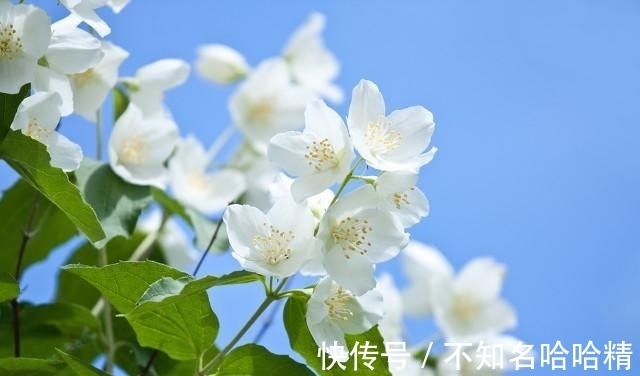 植株|4种花“欠修理”,不修不旺,剪剪花多,别舍不得