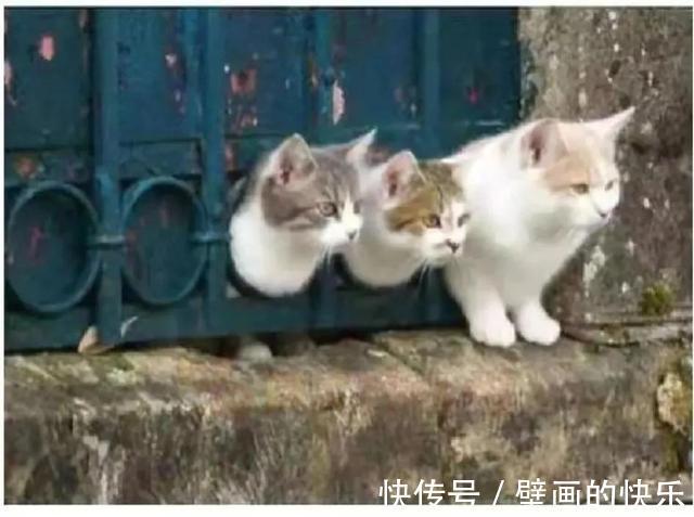 |搞笑图集:大学信息采集的黑发要求,逼疯校门口的洗发师