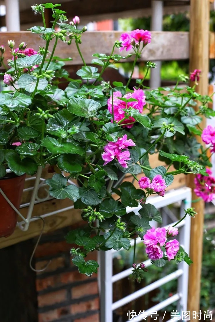 薇月|四年前,接手了朋友带120㎡院子的房子,打造成花园后朋友羡慕了