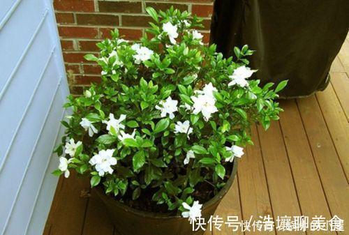 人见人爱的3种花,“大水大肥大太阳”伺候,花大色艳香味浓