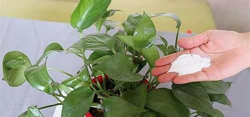 家家都有的调味料,用来养花,杀菌消毒不长虫,花期延长好几倍!