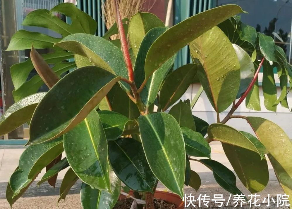 橡皮树不长新叶,4个方面没有做好,改正后长得枝叶繁茂