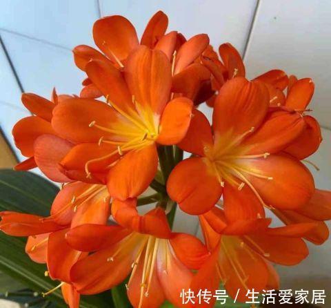 夏季|秋季养君子兰，做好两个关键点，叶片整齐，宽大油亮，开出大花团