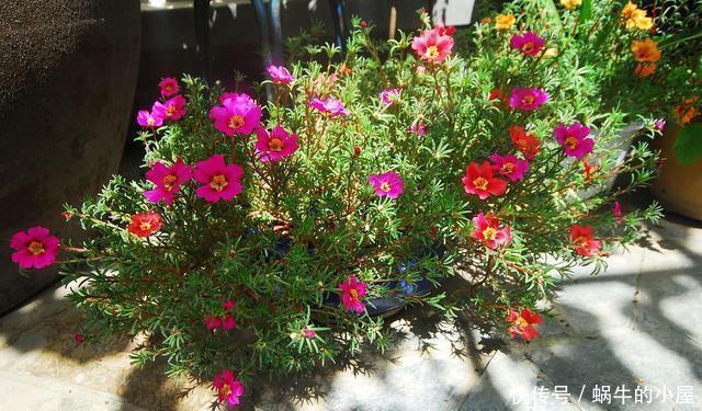 这几种花很漂亮,常年四季都开花,适合大部分人栽种