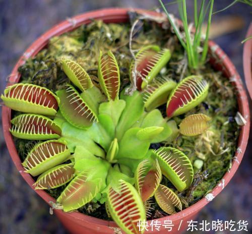 家里养花招虫子,往花盆里放这种小东西,比杀虫药管用