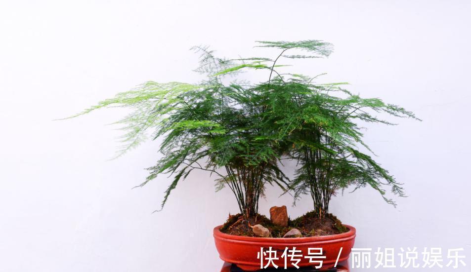 11月养文竹,经常做这“三件事”,安全过冬,猛长新芽和笋芽