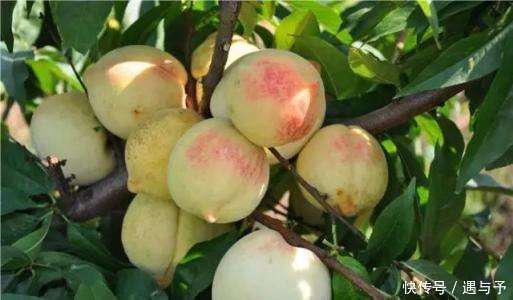 类黄酮素|对女人最好的水果，每天吃1个，滋补血气、淡斑美容，还能防衰老