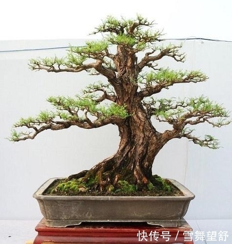 6种高端松树盆景,日本品种占一半,最后1个却是中国一级保护植物