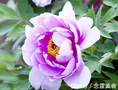 秋冬|秋冬养花选此4款，埋土里就能活，开花早花香浓