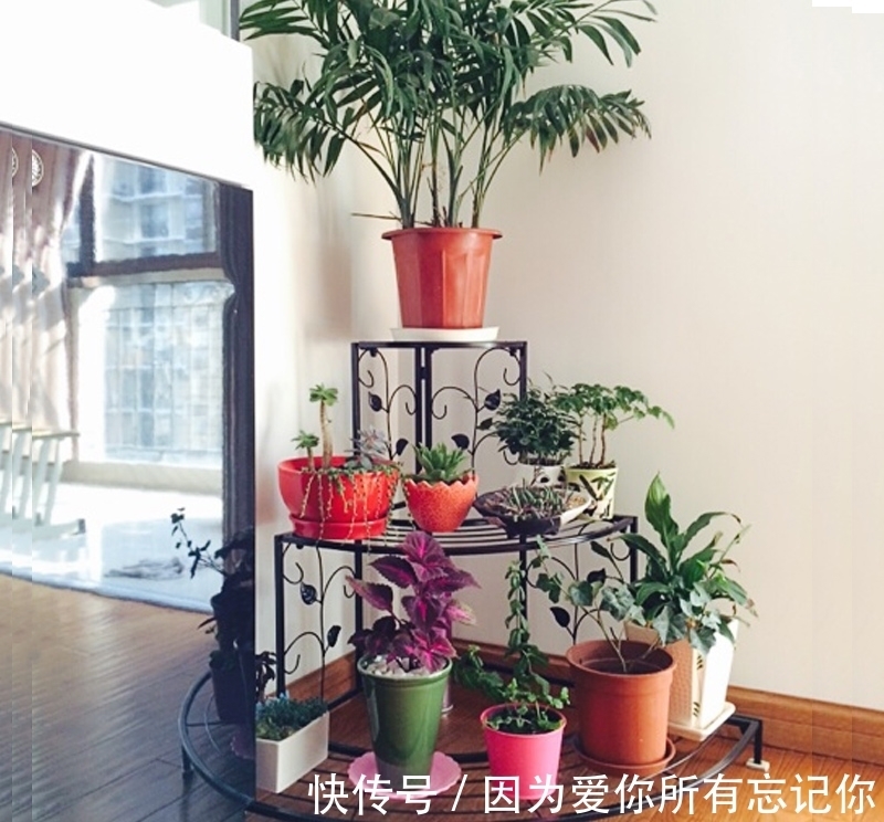 植物|养花，多层花架间隔太窄，会阻碍叶子的伸展，影响美观