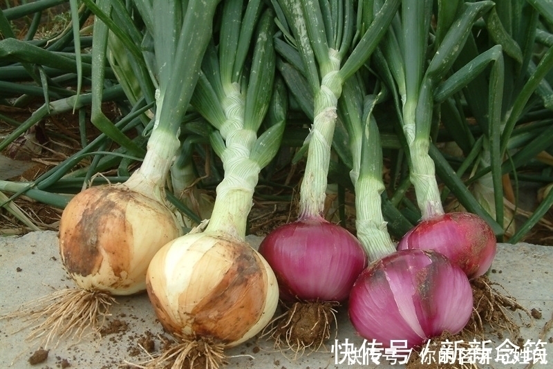 常吃|常吃洋葱的人,身体不会差,但切忌与一物同食,却有很多人不清楚