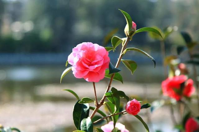 僵蕾|为何山茶花有花蕾但不开花?台长来说说山茶花的养护秘笈!