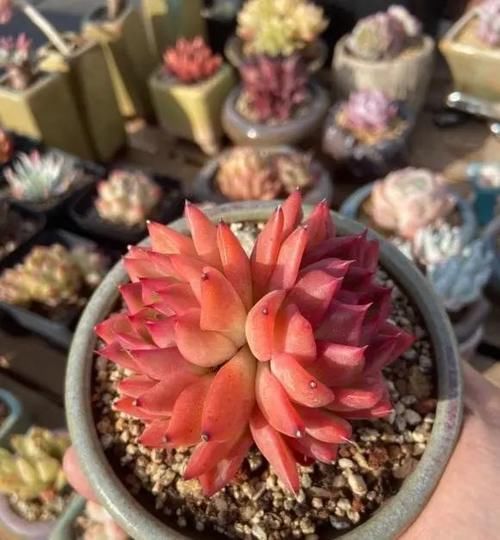 多肉浇水没有规律！根据实际情况，保持花土偏干，无需浇太多