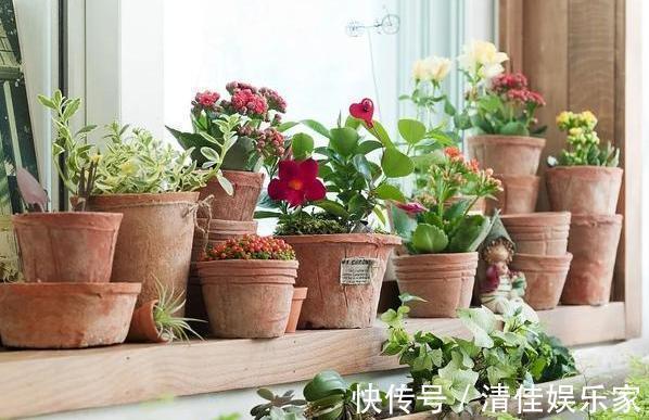 花卉|夏季养花,首选这些不怕晒,不怕旱的花卉,养着省心、看着养眼