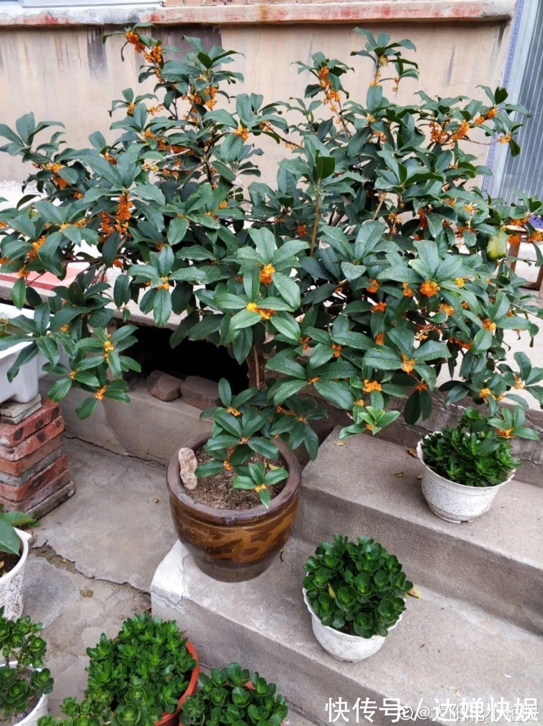 20种花,春天打开小机关,开花提早半个月!