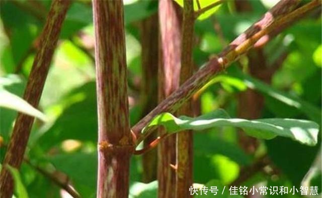 国外|它在国内的名气很大,国外却臭名昭著,80后把它当做零食来吃