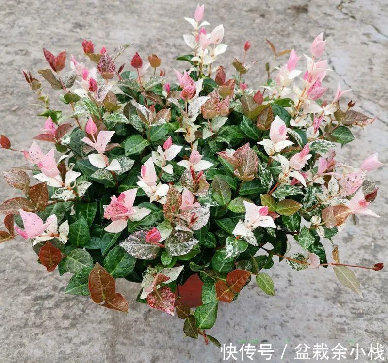 优雅灵动婉转清丽的花叶藤草,花叶络石这么养护,缤纷芳菲如彩蝶