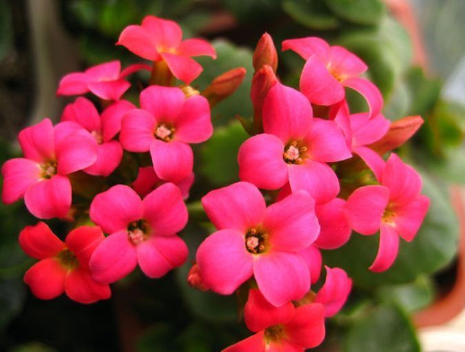 这种花是花中“大美女”,家里变成小花园,人见人爱!