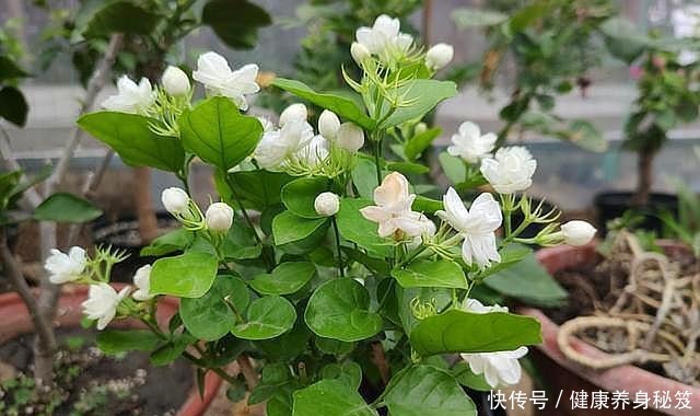 茉莉花|新手扦插茉莉花,用个“大油桶”,7天就生根,成活率100%!