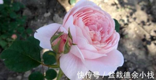 光照|月季花中的“女王”,想要养好它,需要注意8个方面