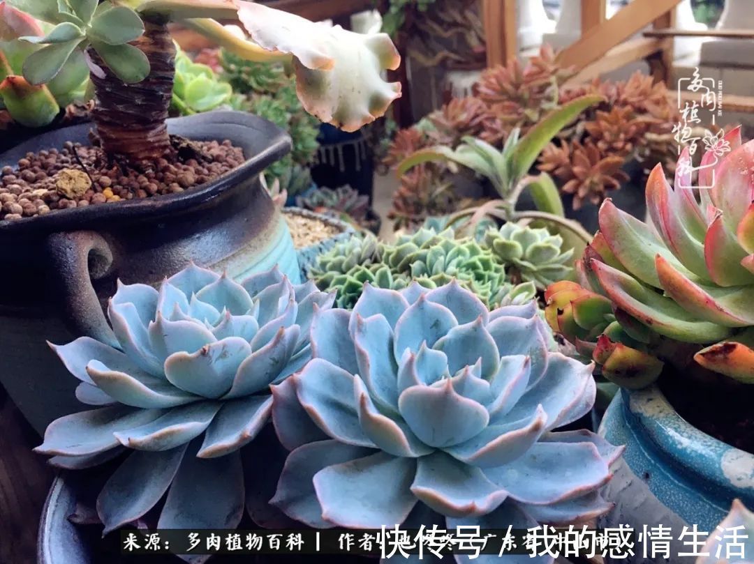 养多肉的路上患得患失，却依然如最初般热爱！